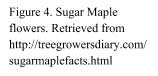 Sugar Maple Cap 4