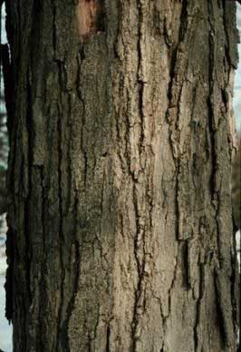 Sugar Maple bark