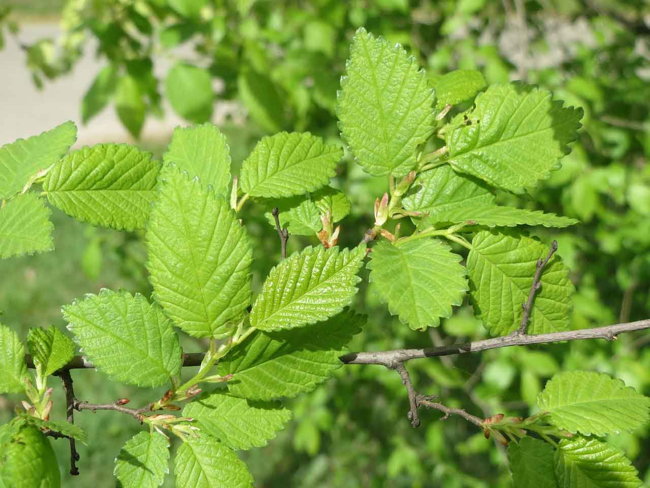 The leaves of a Slippery Elm tree